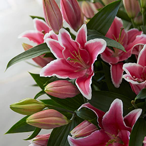 ‘The Flower Shop Helensburgh’