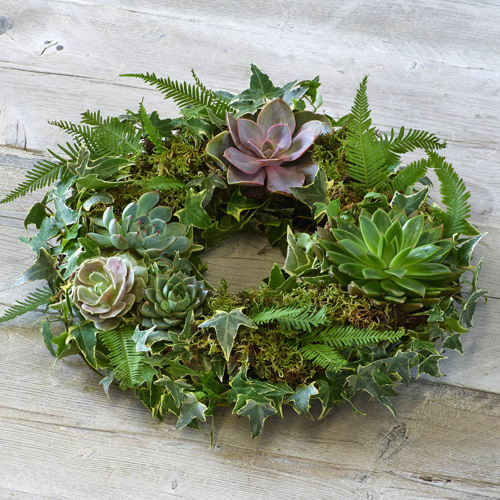 ‘The Flower Shop Helensburgh - Living Succulent Wreath’